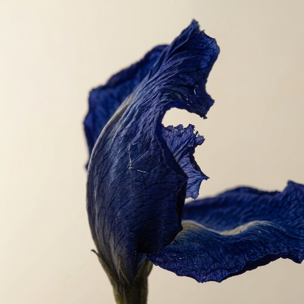 Blue Butterfly Pea view 5